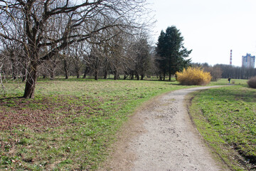 An empty path through the spring city park, near trees and young green grass