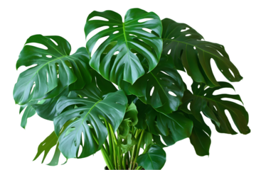 Lush, vibrant green foliage of a tropical plant with large, deeply lobed leaves, isolated on a black background