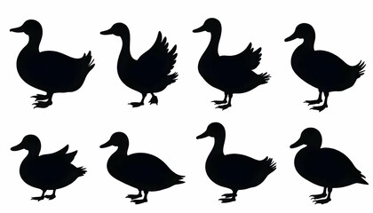 A set of duck illustrations in silhouette.