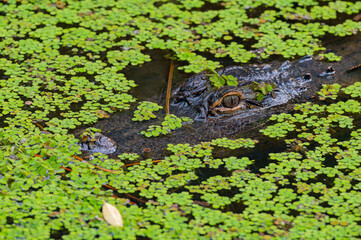 American alligator floating mostly hidden in a patch of duckweed, with its eye above the water