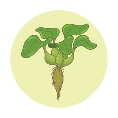 illustration of water hyacinth plant