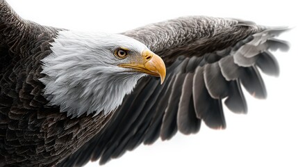 Obraz premium Majestic Eagle in Flight: A stunning bald eagle, wings outstretched in mid-flight, showcasing its powerful wingspan and keen gaze. Captured with exceptional detail.
