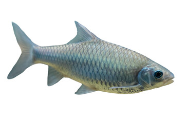 Isolated Silver Fish on Black Background