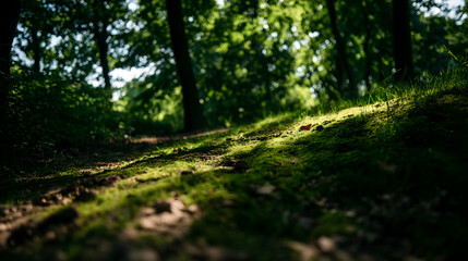 Obraz premium Forest path shines sunny light into forest clearing landscape detail