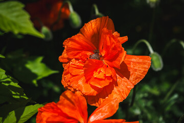 Beautiful red poppy flower in a flowerbed