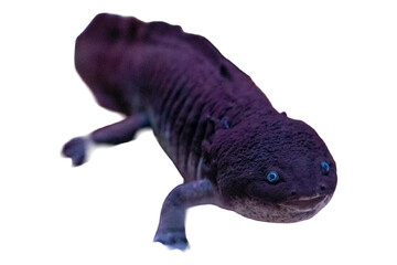 Dark Giant Salamander on Black Background