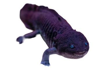 Dark Giant Salamander on Black Background