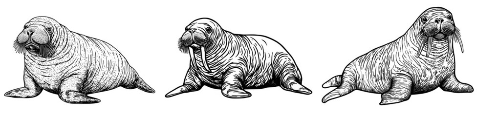 The image features a modern illustration of a charming walrus cartoon character on a plain white background