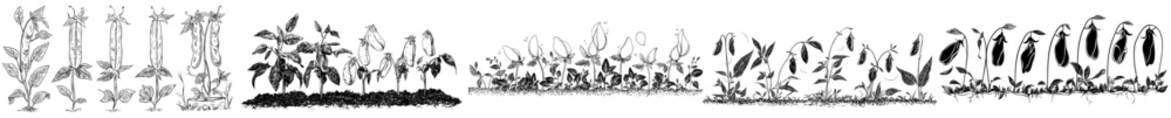 The growth stages of peas, including seedlings, sprouts, and pods, are depicted in a modern isolated set as an organic vegetable graphic element