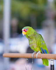 Obraz premium White-fronted amazon parrot free flying bird standing on a perch.