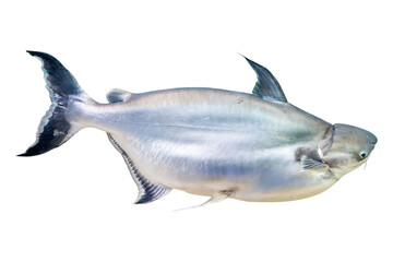 Isolated Pangasius Fish on Transparent Background