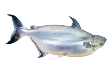 Isolated Pangasius Fish on Transparent Background