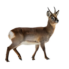 deer isolated on white background