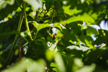 Obraz premium White flowers and old berries on a viburnum bush