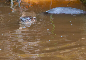 Fototapeta premium American river otter swimming in murky waters of a creek in Highlands Hammock State Park near Sebring, Florida