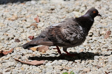 Grey pigeon - Rock Pigeon (Columba livia) on rocky ground, under the bright sunlight, fluffing its feathers. Note the purple and green iridescence seen near its neck.