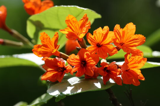 Orange flowers &ndash; Flowers of the Scarlet Cordia (Cordia sebestena L.) plant, under the strong sunlight. Note the bright orange color, as well as the structure of the petals.