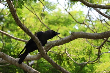 Black and Grey Crow - House Crow (Corvus splendens) perched on a branch of a tree, with the afternoon sun shining on it.