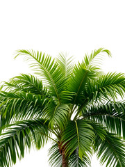 Fototapeta premium Tropical rain tree depicted alone on a white backdrop