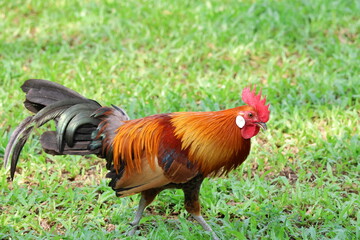 Male Chicken – Red Junglefowl (Gallus gallus) moving forward. Domesticated Chicken’s wild ancestor. Note the bright and colorful plumage which shows it is a male, as well as the beautiful feathers.