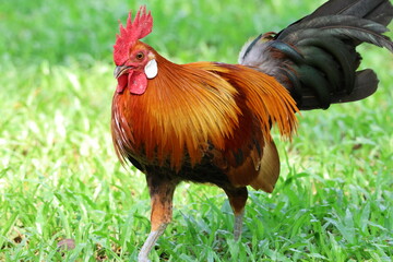 Male Chicken – Red Junglefowl (Gallus gallus) moving forward. Domesticated Chicken’s wild ancestor. Note the bright and colorful plumage which shows it is a male, as well as the beautiful feathers.