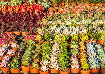 Vibrant collection of succulents displayed in pots at a gardening center during a sunny afternoon
