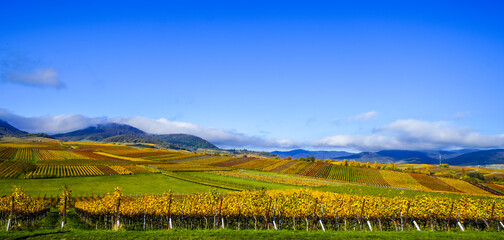 Fototapeta premium The most beautiful vineyard view of 2020 in the Palatinate. A landscape with vineyards near Ilbesheim. Nature along the Kleine Kalmit in the Palatinate Forest Biosphere Reserve near Landau. 