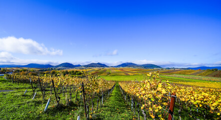 Fototapeta premium The most beautiful vineyard view of 2020 in the Palatinate. A landscape with vineyards near Ilbesheim. Nature along the Kleine Kalmit in the Palatinate Forest Biosphere Reserve near Landau. 