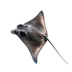 Ray swimming on isolated background Close-up shot of marine animal [Transparent Background PNG]