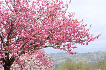 長野県飯田市 天龍峡八重桜街道の満開の八重桜