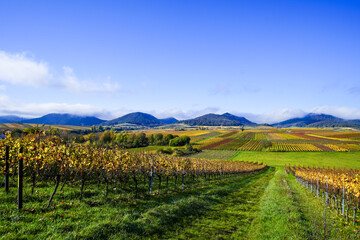 Fototapeta premium The most beautiful vineyard view of 2020 in the Palatinate. A landscape with vineyards near Ilbesheim. Nature along the Kleine Kalmit in the Palatinate Forest Biosphere Reserve near Landau. 