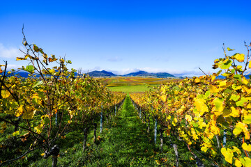 The most beautiful vineyard view of 2020 in the Palatinate. A landscape with vineyards near Ilbesheim. Nature along the Kleine Kalmit in the Palatinate Forest Biosphere Reserve near Landau.
