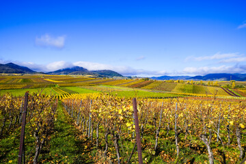 The most beautiful vineyard view of 2020 in the Palatinate. A landscape with vineyards near...