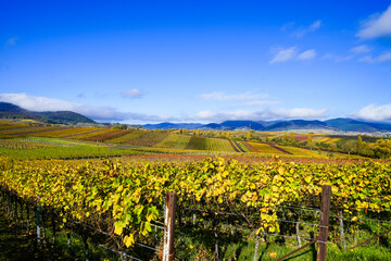 The most beautiful vineyard view of 2020 in the Palatinate. A landscape with vineyards near...