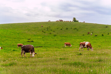 Herd of Cows grazing in sunset
