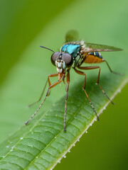 Selective focus on biting midge insect, genus Dasyhelea