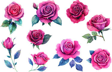 Fototapeta premium Watercolor Pink Rose Flower Illustration – Hand-Painted Floral Art