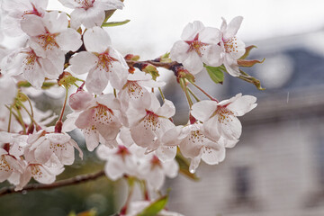 洋館を彩る満開の桜