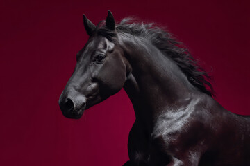 Fototapeta premium Dramatic Portrait of a Leaping Black Horse on Red Background