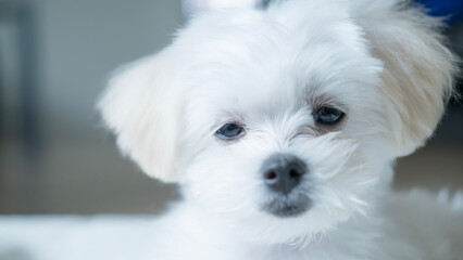 A close-up of a sleepy white puppy with gentle eyes, showcasing pure innocence and softness under natural light on a calm indoor background.