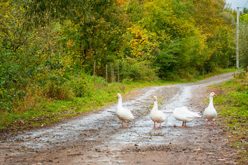white geese on the road. waterfowl family walking outdoor. scene waterbird gaggle standing together path