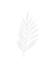 Tropical palm leaf vector with botanical shape and natural foliage. Ideal for eco designs, summer...