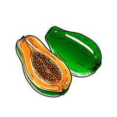 papaya fruit on white background