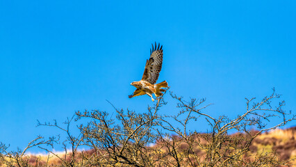 Common Buzzard (Buteo buteo) launching from thorny gorse with outstretched wings against an azure sky