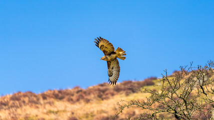 Common Buzzard (Buteo buteo) banking mid-flight with a watchful gaze over windswept heathland ridge