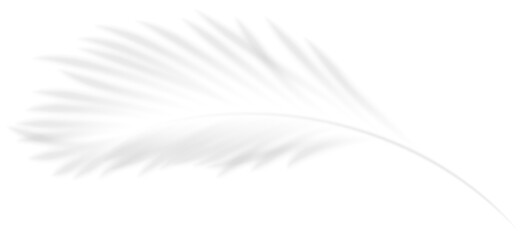 Realistic transparent shadow of a tropic palm leaf. The shadow overlay effect of a palm branch. Mockup with tropic leaves shadow. Vector illustration