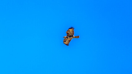 Common Buzzard (Buteo buteo) gliding on rising thermals through a clear azure sky with outstretched wings showcasing mottled plumage