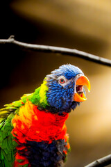 Vibrant rainbow lorikeet (Trichoglossus moluccanus) calling out with fluffed cobalt, emerald and...