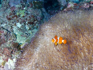 イソギンチャクにたたずむカクレクマノミ