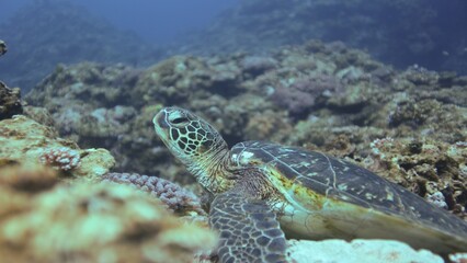 岩場で休むアオウミガメ